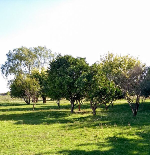 CHACRA 2,5 has - Imagen 4